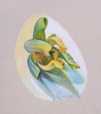 Tulip Poplar Blossom II