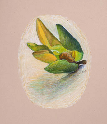 Tulip Poplar Blossom I